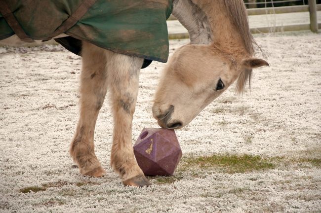 Pferd spielt mit einem Futterball