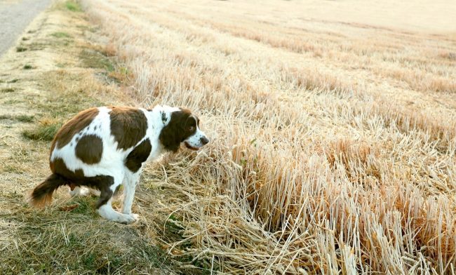 Hund verrichtet sein großes Geschäft am Straßenrand