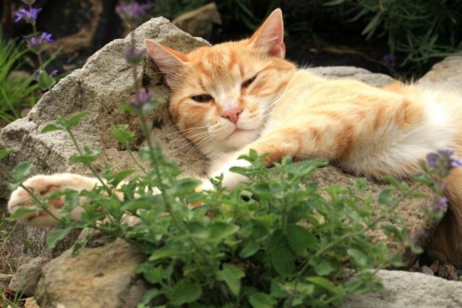 Duftstoff Lavendel und Katze