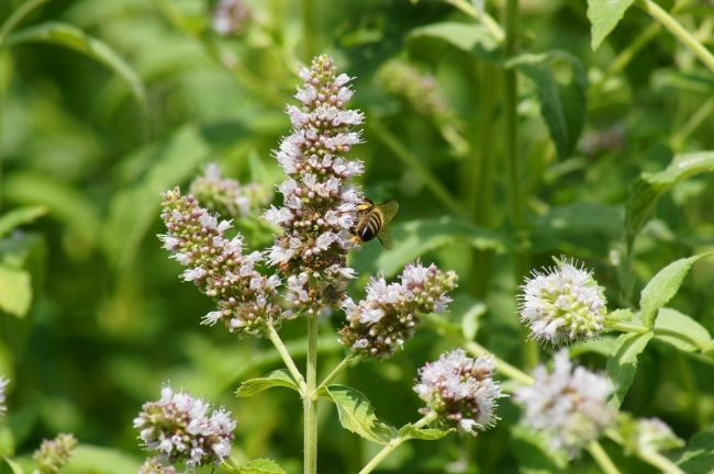 Nepeta cataria - Echte Katzenminze