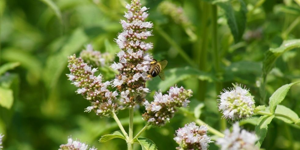 Nepeta cataria - Echte Katzenminze