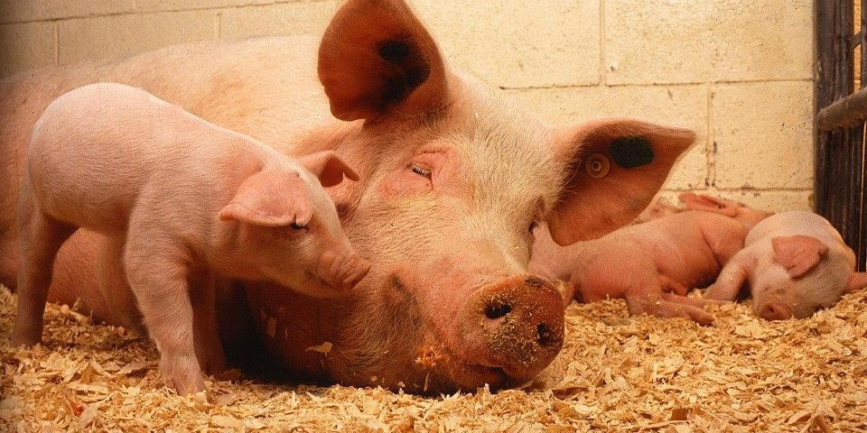 Schwein und Ferkel im Stall