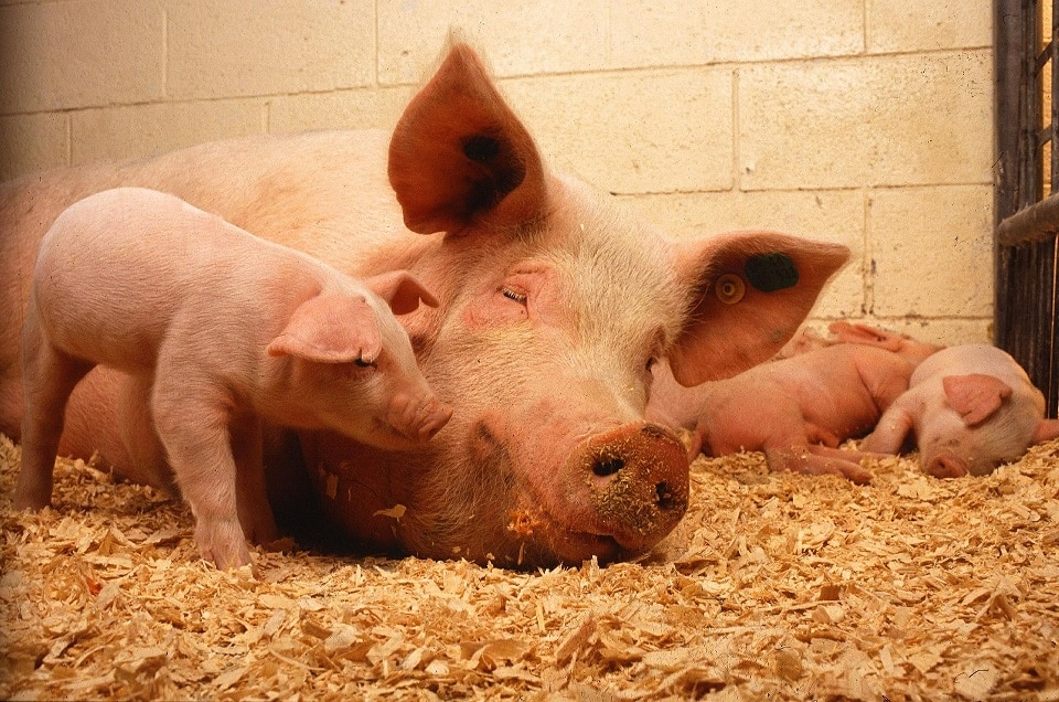 Schwein und Ferkel im Stall