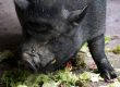 Hängebauchschwein frisst Salat