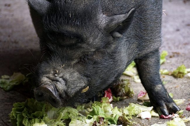 Hängebauchschwein frisst Salat