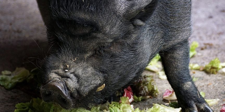 Hängebauchschwein frisst Salat