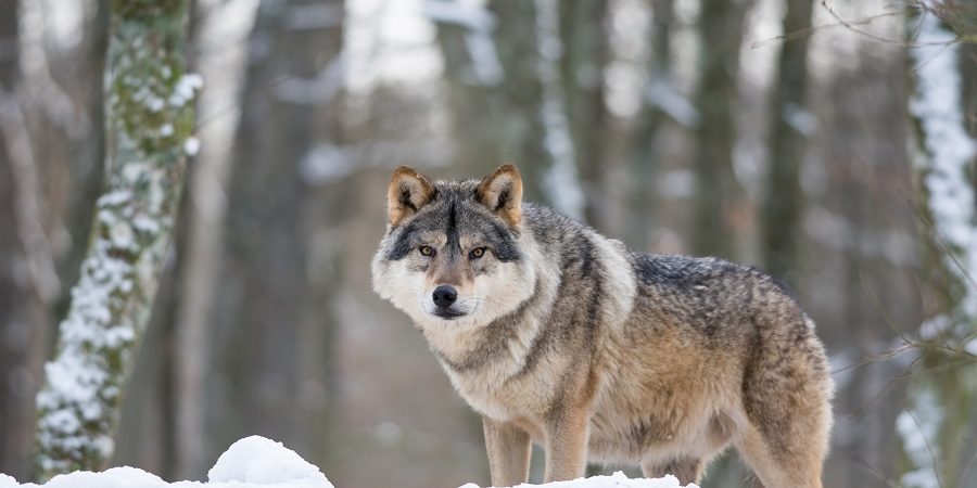 Wolf beobachtet seine Umgebung
