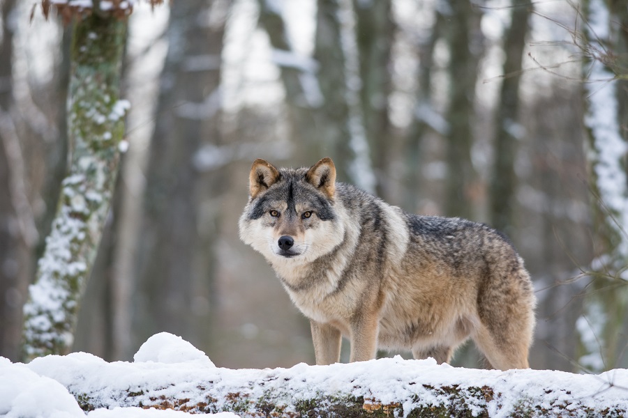 Wolf beobachtet seine Umgebung