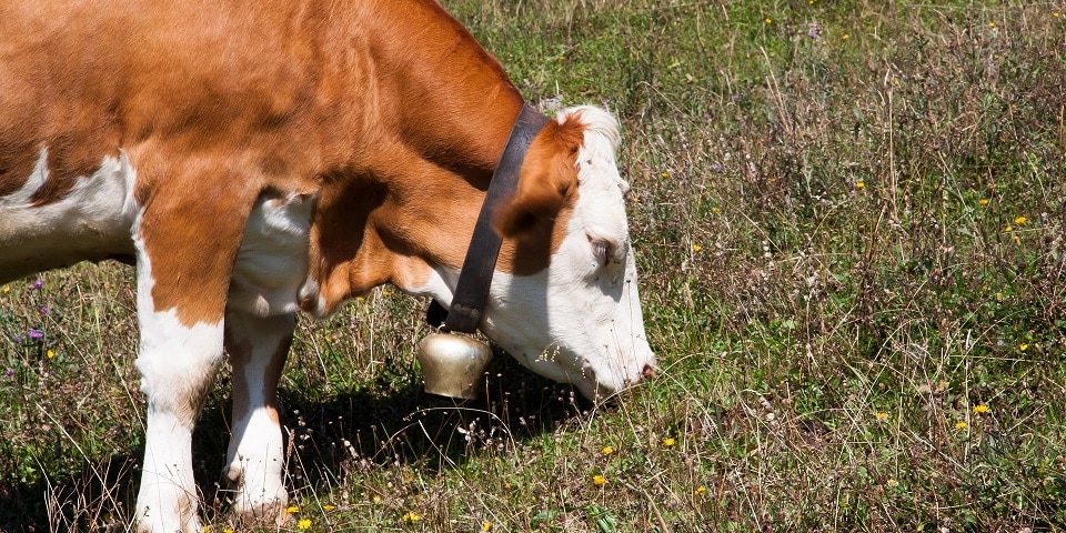 Kuh mit Glocke um den Hals