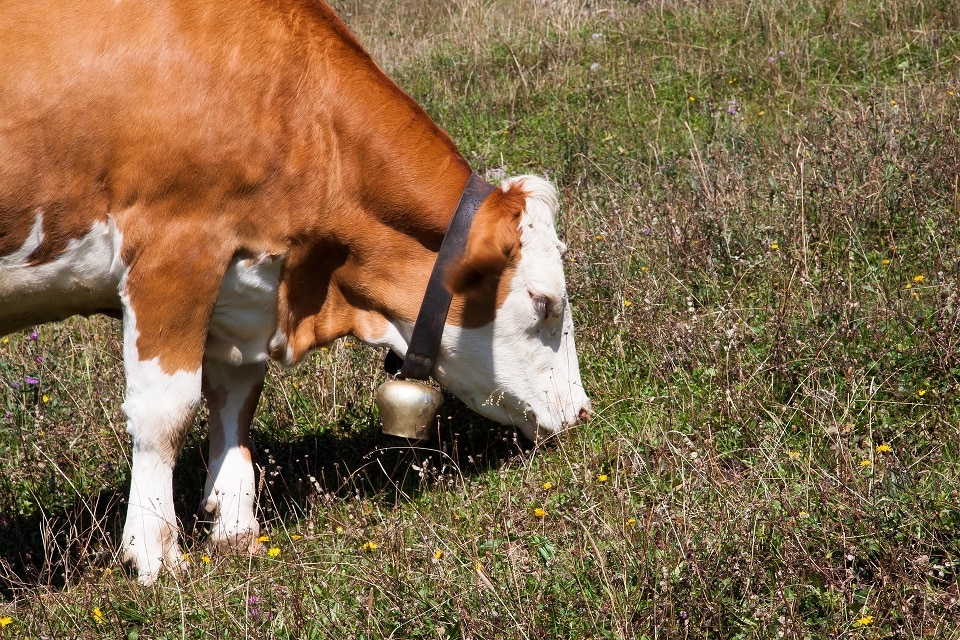 Kuh mit Glocke um den Hals