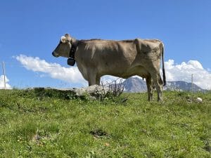 Graue Kuh mit Glocke um den Hals