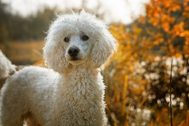 Der Pudel gehört zu den Top 5 Hunde für Allergiker