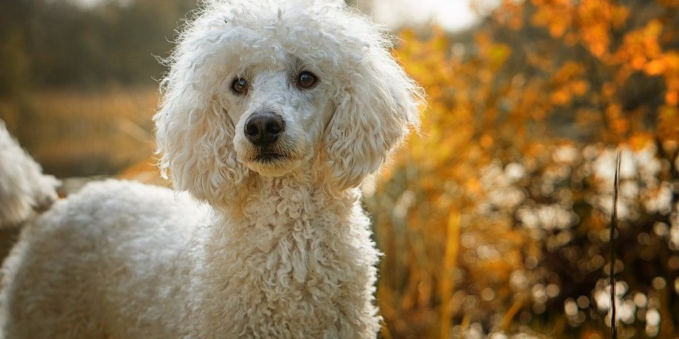 Der Pudel gehört zu den Top 5 Hunde für Allergiker