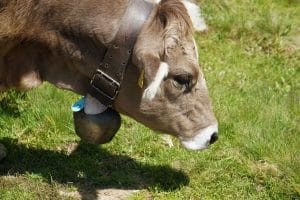 Kuh mit Glocke um den Hals