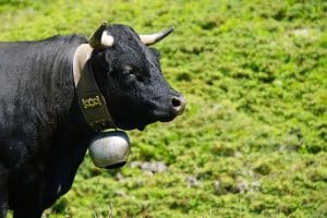 Schwarze Kuh mit Glocke um den Hals