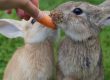 Kaninchen fressen eine Möhre