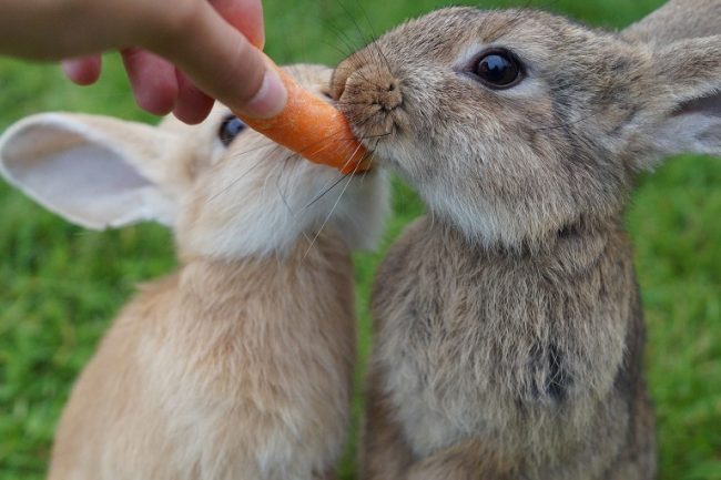 Kaninchen fressen eine Möhre