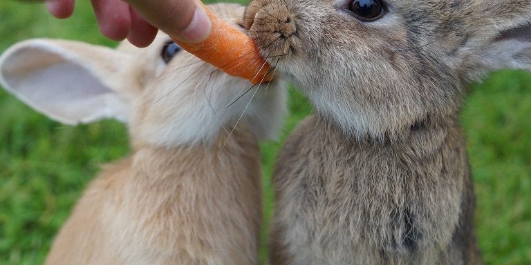 Kaninchen fressen eine Möhre