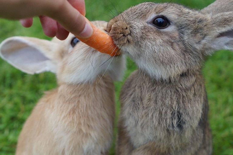 Kaninchen fressen eine Möhre
