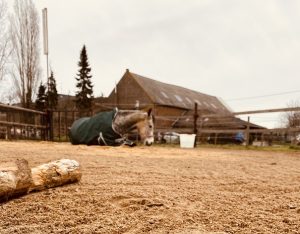 Pferd liegt im Außenbereich