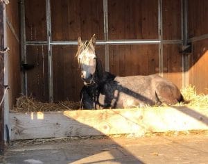 Pferd liegt entspannt in seiner Box