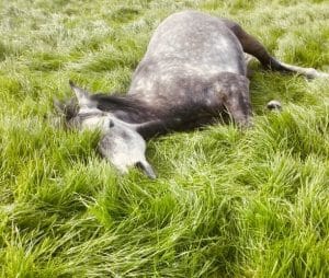 Schlafendes Pferd liegt im Gras