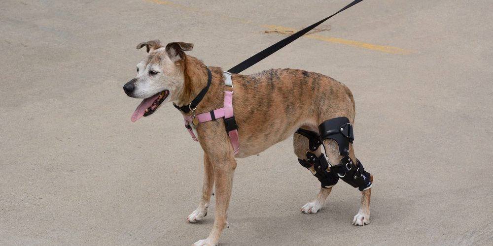 Orthesen für Hunde