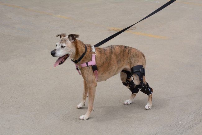 Orthesen für Hunde