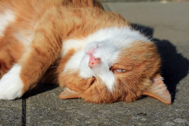 Nickhautvorfall bei Katzen