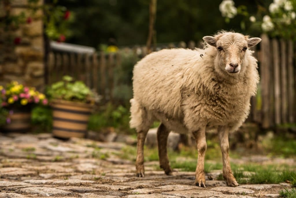 Ouessantschaf - Bretonisches Zwergschaf