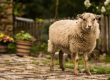 Ouessantschaf - Bretonisches Zwergschaf