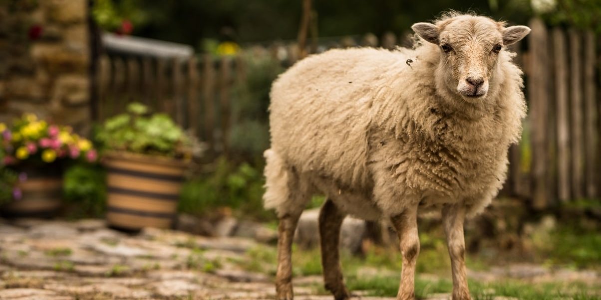 Ouessantschaf - Bretonisches Zwergschaf