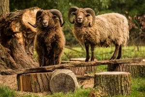 Ouessantschaf - Bretonisches Zwergschaf männlich