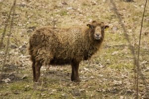 Ouessantschaf - Bretonisches Zwergschaf weiblich