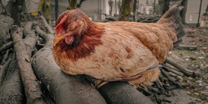 Ein Huhn schläft auf einem Holzstamm