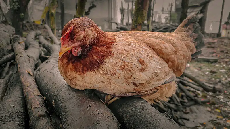 Ein Huhn schläft auf einem Holzstamm