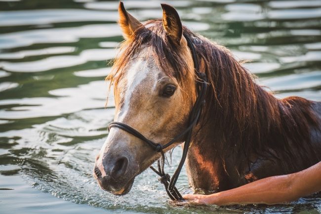 Aquatraining für Pferde