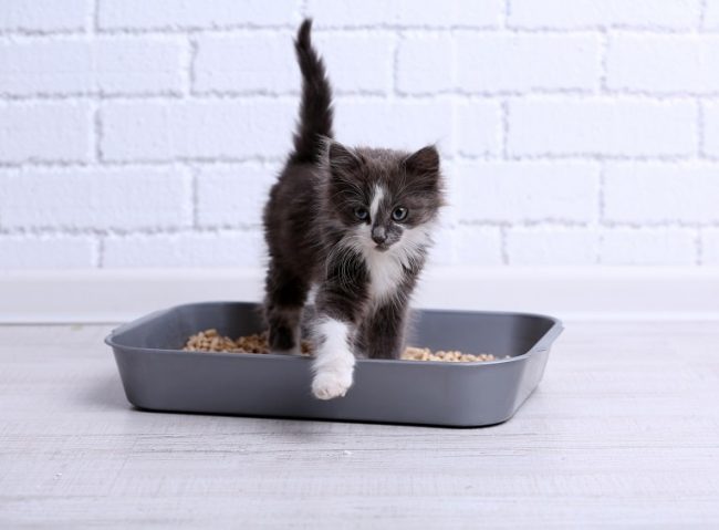Katze hat ihr Geschäft in einem Katzenklo verrichtet