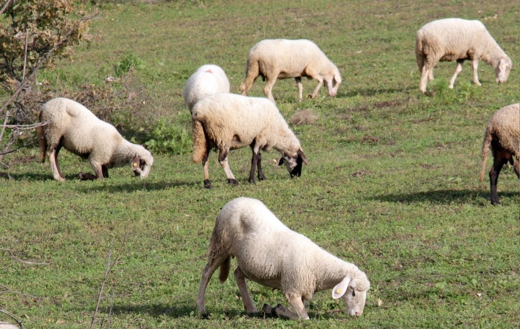 Moderhinke bei Schafen