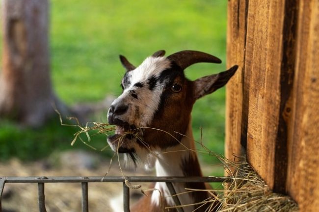 Ziege frisst Heufutter