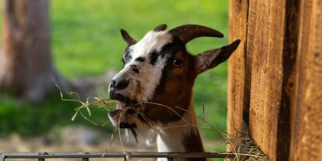 Ziege frisst Heufutter