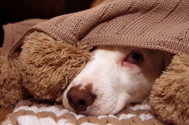 Kranker Hund zugedeckt