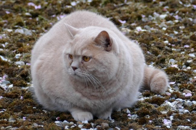 Übergewichtige Katze