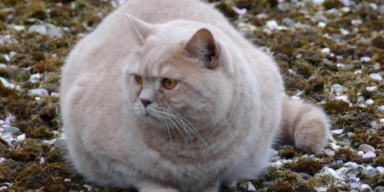 Übergewichtige Katze
