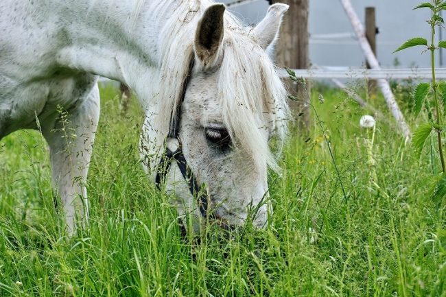 Pferd frisst Gras auf der Weide