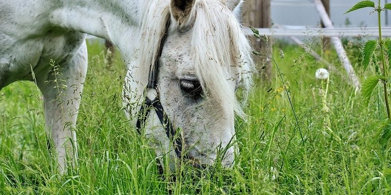 Pferd frisst Gras auf der Weide