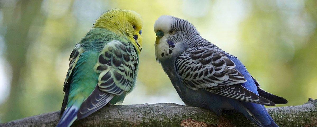 Vogel Ratgeber