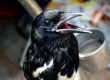 Sprechender Beo Vogel