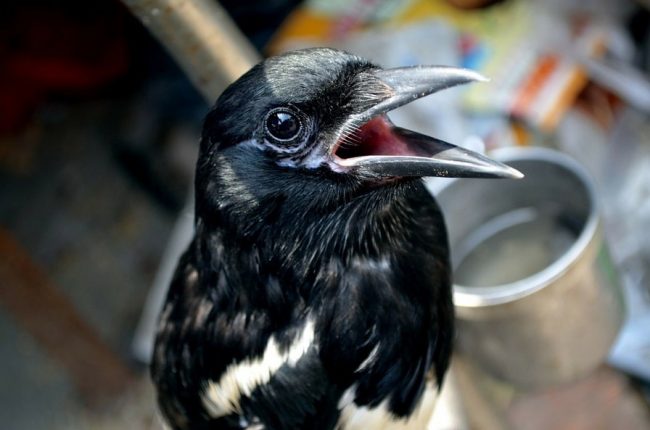 Sprechender Beo Vogel