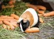 Meerschweinchen frisst eine Möhre